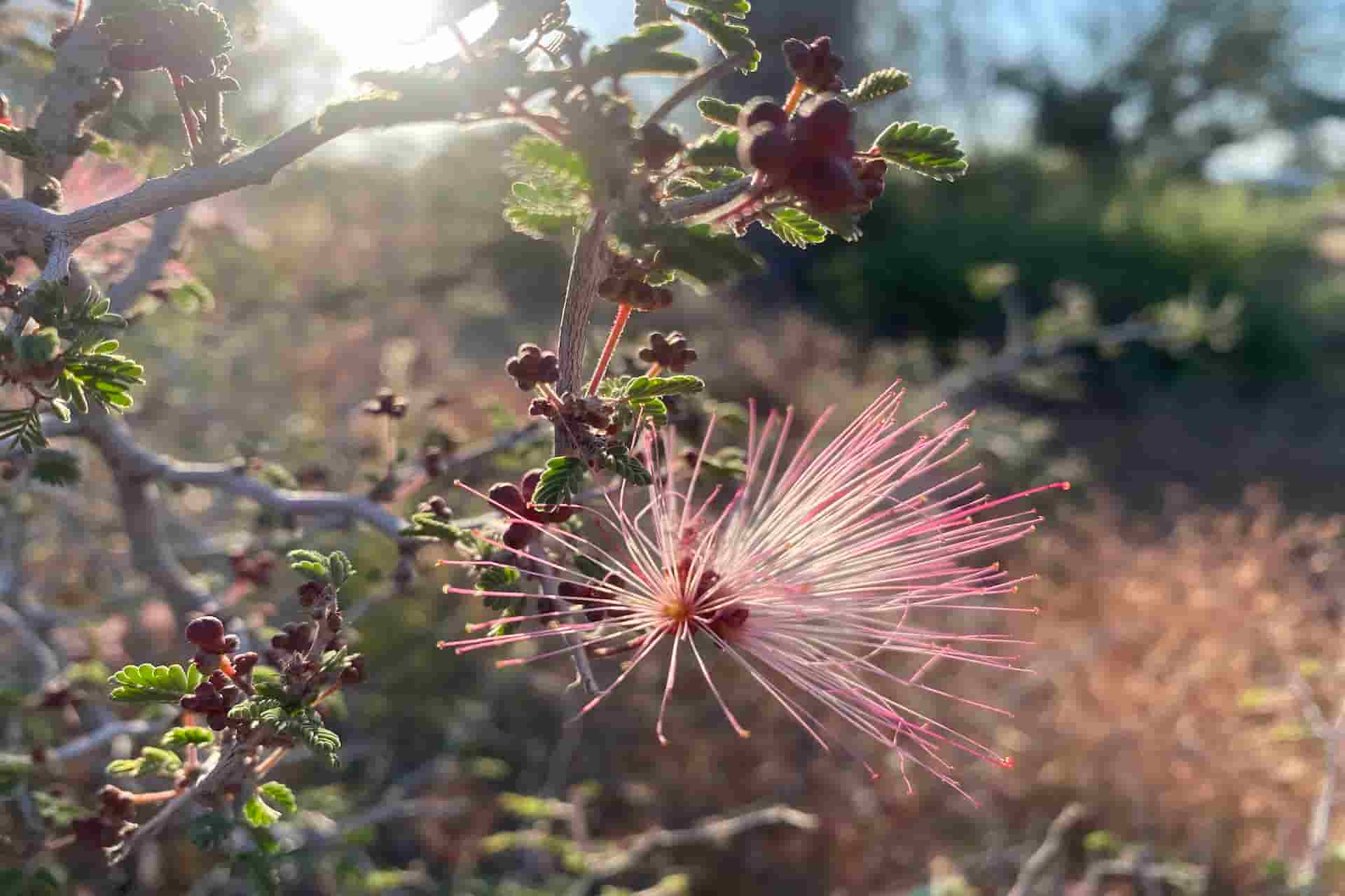 Blossom on a vine