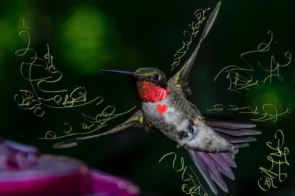 Hummingbird