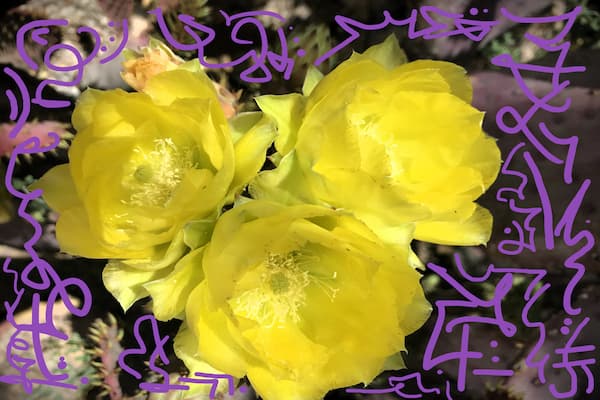 yellow flowers with light language symbol backgorund